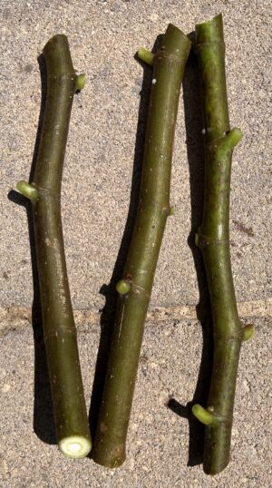 Fig Cuttings (Green Wood)