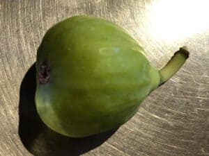 JH Adriatic Fig Tree - Naturally Grown - Image 4