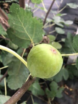 JH Adriatic Fig Tree - Naturally Grown - Image 6