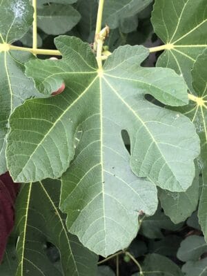 JH Adriatic Fig Tree - Naturally Grown - Image 2