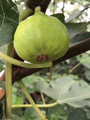 JH Adriatic Fig Tree - Naturally Grown - Image 3