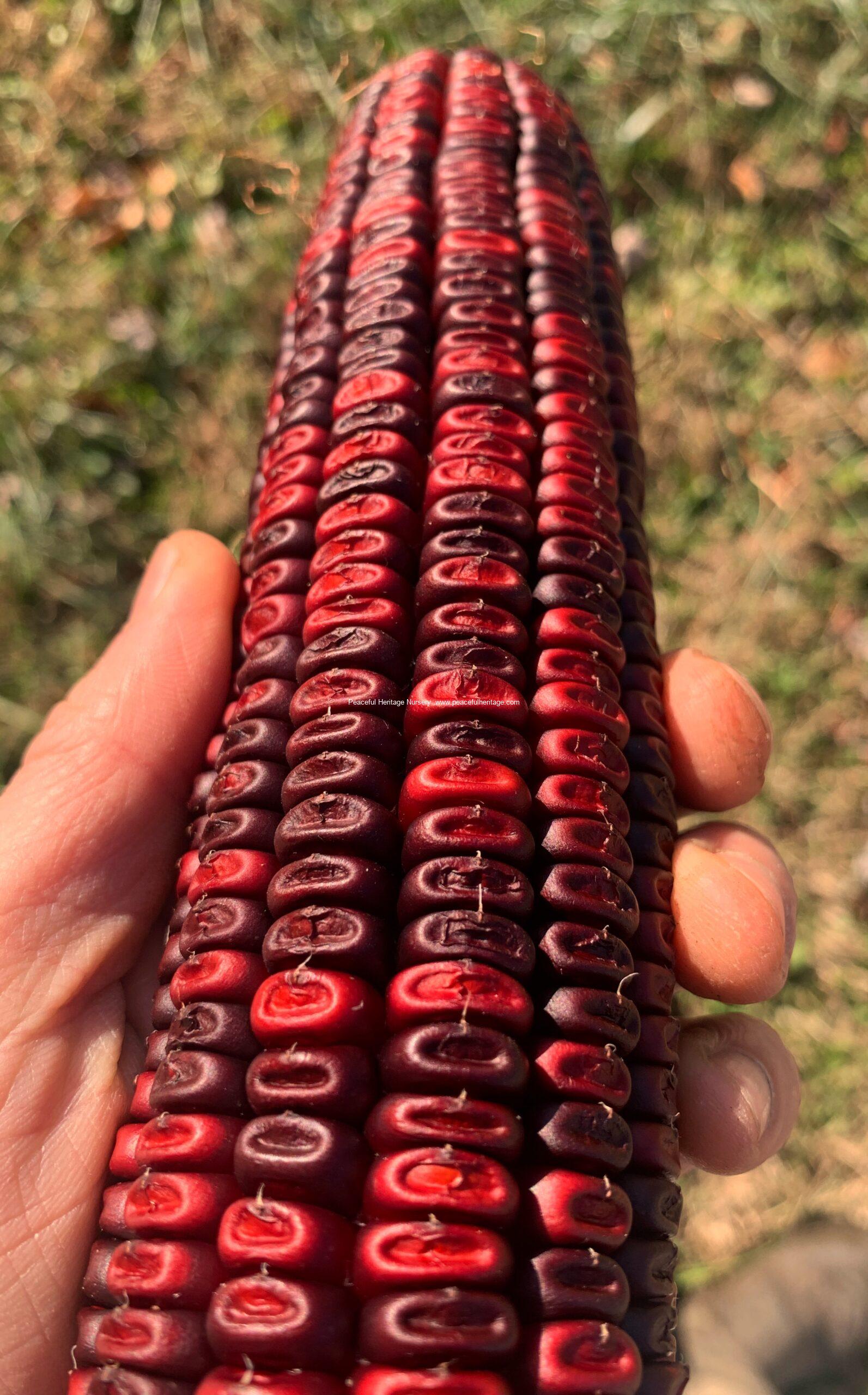 Kentucky Rainbow NON GMO Corn Seed – NATURALLY GROWN