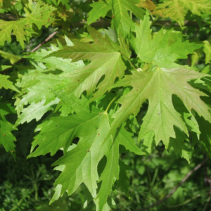 Silver Maple Tree – BUNDLES
