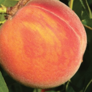 Garnet Beauty Peach – NEW!!!