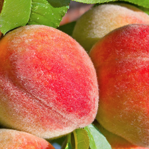 Majestic Peach – NEW!!!