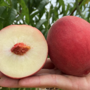 Whitewater Peach – NEW!!!  (White Fleshed)