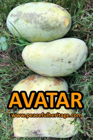 Avatar Pawpaw Tree - NATURALLY GROWN - Image 5