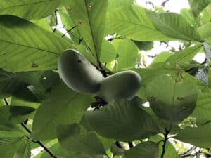 Avatar Pawpaw Tree - NATURALLY GROWN - Image 4