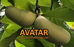 Avatar Pawpaw Tree - NATURALLY GROWN - Image 3