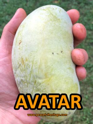 Avatar Pawpaw Tree - NATURALLY GROWN - Image 6