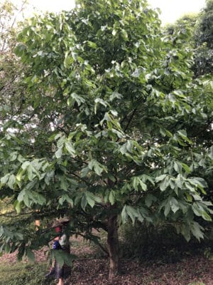 Avatar Pawpaw Tree - NATURALLY GROWN - Image 2