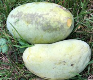 Avatar Pawpaw Tree - NATURALLY GROWN