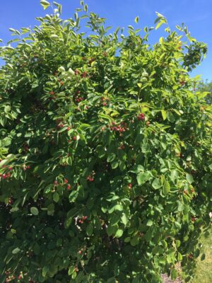 Braveheart Juneberry - Naturally Grown - Image 3