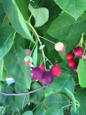 Braveheart Juneberry - Naturally Grown - Image 2