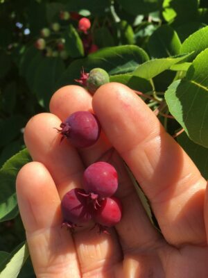 Braveheart Juneberry - Naturally Grown - Image 5