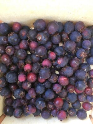 Braveheart Juneberry - Naturally Grown - Image 4