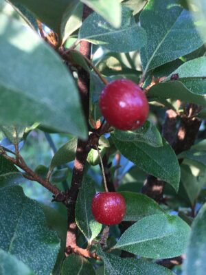 Sweet Scarlett TM  Goumi Berry  Naturally Grown - Image 6