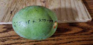 Windstar Pawpaw Tree - NATURALLY GROWN - Image 3