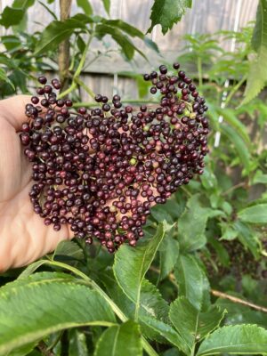 Ranch Dwarf Elderberry - NATURALLY GROWN - Image 3