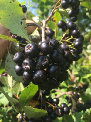 Mckenzie Aronia -  NATURALLY GROWN