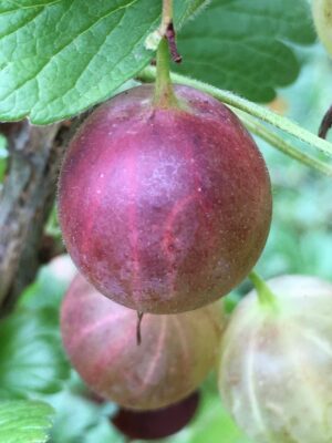 Invicta Gooseberry - Naturally Grown