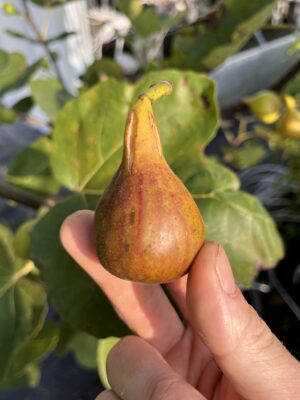 LSU Tiger Fig Tree - Naturally Grown - Image 2