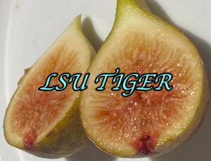 LSU Tiger Fig Tree - Naturally Grown