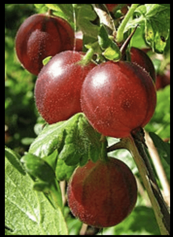 Hinnomaki Red Gooseberry | Nursery