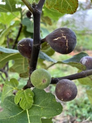 Gino's Black Fig - NEW!!! Naturally Grown - Image 7