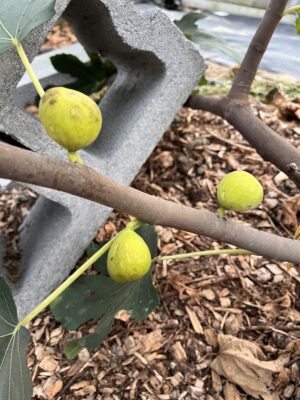 Green Michurinska Fig - NEW!!! Naturally Grown - Image 2