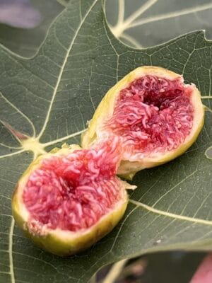 Green Michurinska Fig - NEW!!! Naturally Grown