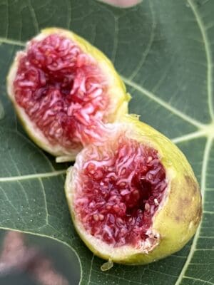 Green Michurinska Fig - NEW!!! Naturally Grown - Image 3