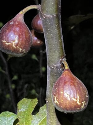 Gino's Black Fig - NEW!!! Naturally Grown - Image 4