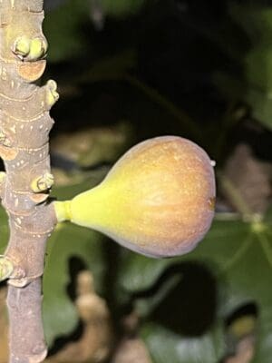 Cole de Dame Grise Fig - NEW!!! Naturally Grown - Image 2