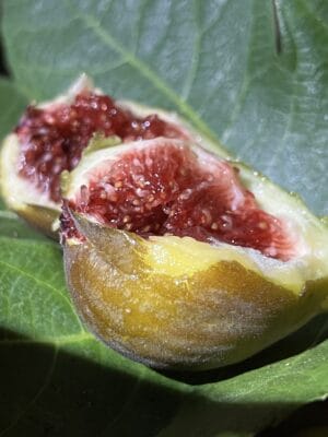 Cole de Dame Grise Fig - NEW!!! Naturally Grown - Image 3