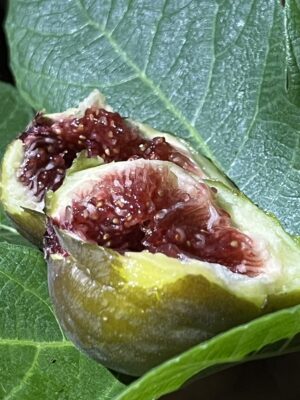 Cole de Dame Grise Fig - NEW!!! Naturally Grown - Image 4