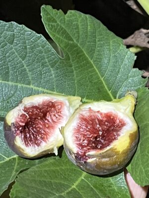 Cole de Dame Grise Fig - NEW!!! Naturally Grown - Image 5