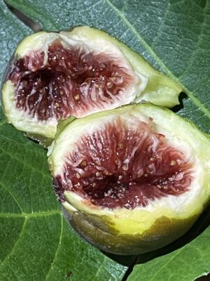 Cole de Dame Grise Fig - NEW!!! Naturally Grown