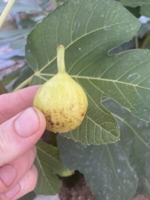 Peter's Honey Fig - NEW!!! Naturally Grown - Image 2